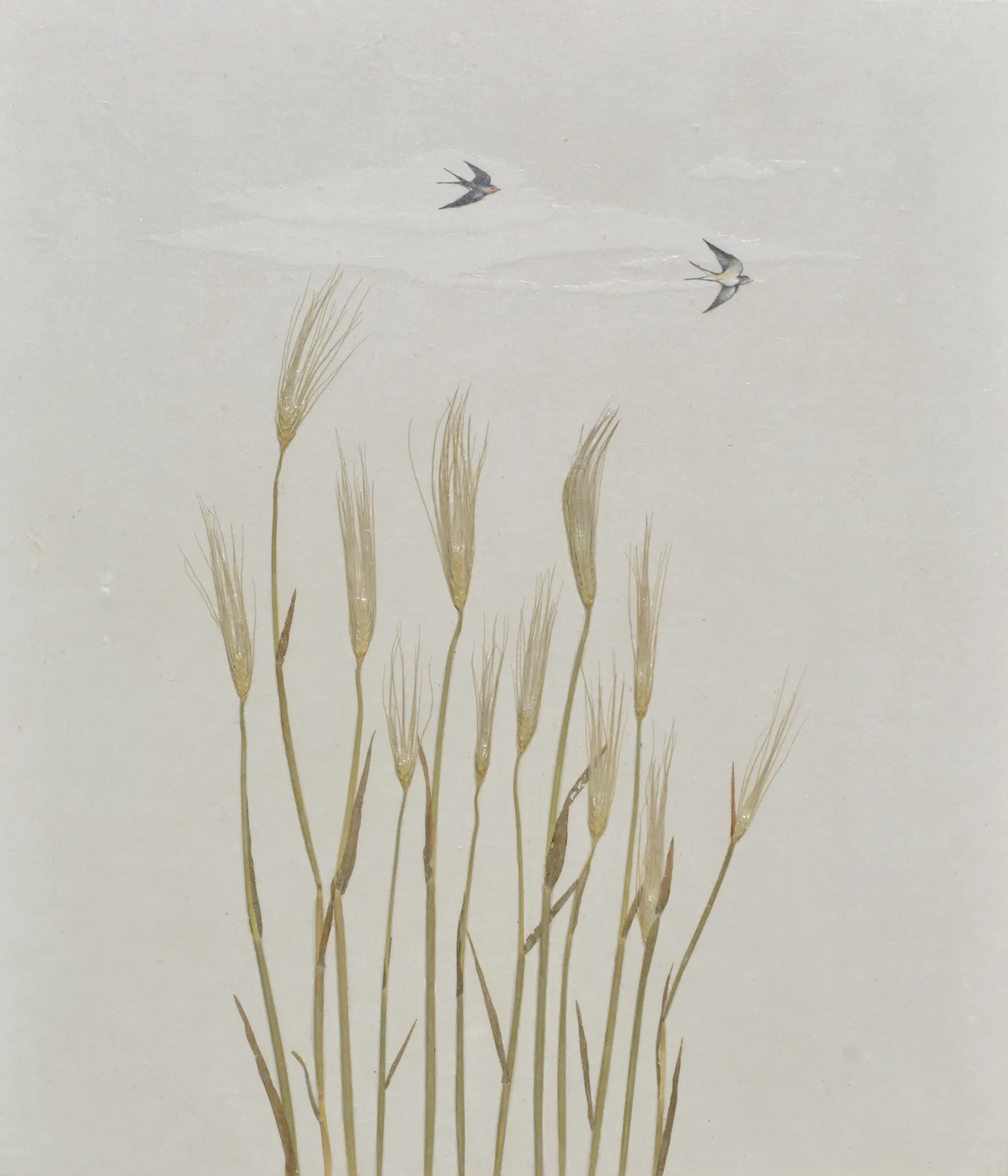 Barley Field