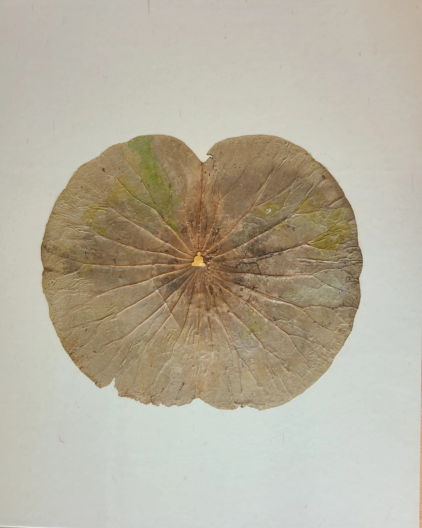 Leaf of Nirvana